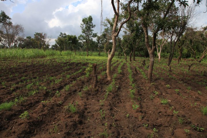 cultivated_landscapes (4)