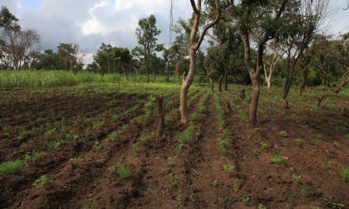 cultivated_landscapes (4)
